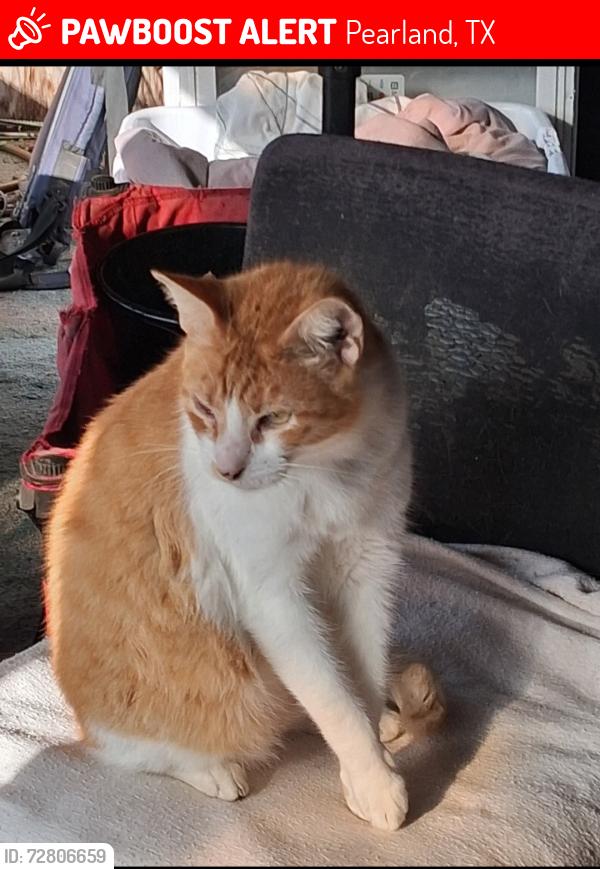 Lost Male Cat last seen Miller Ranch , Pearland, TX 77584