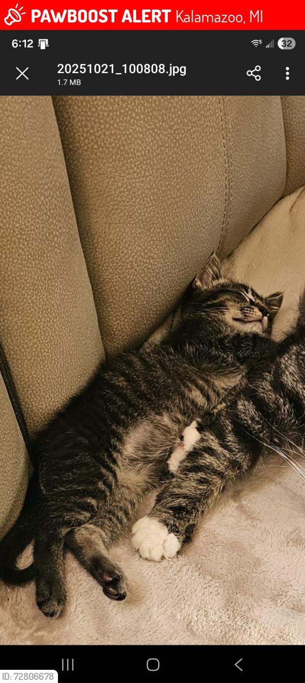 Lost Male Cat last seen Westnedge avenue and duke street, Kalamazoo, MI 49008