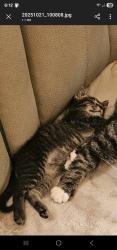 Lost Male Cat last seen Westnedge avenue and duke street, Kalamazoo, MI 49008