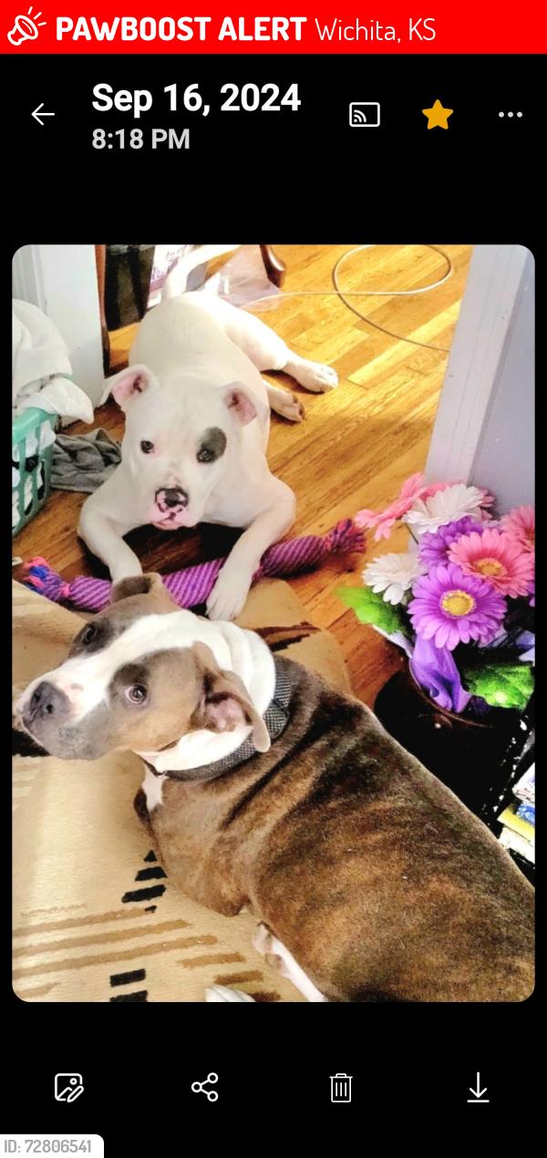 Lost Male Dog last seen Douglas and West St Quik Trip, Wichita, KS 67203