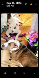 Lost Male Dog last seen Douglas and West St Quik Trip, Wichita, KS 67203