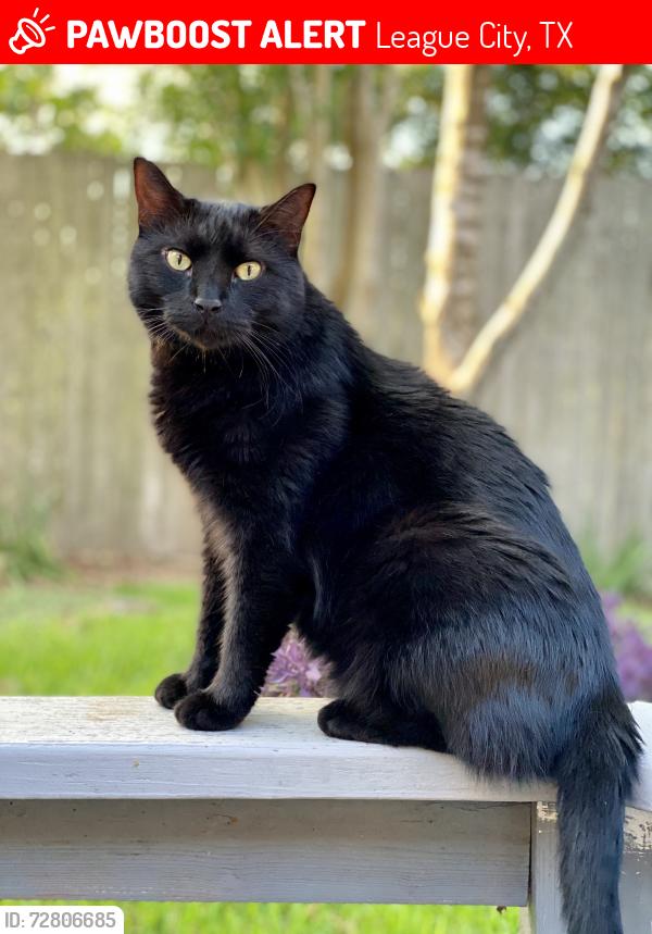 Lost Male Cat last seen Meadowbrook Dr & McVoy, League City, TX 77573