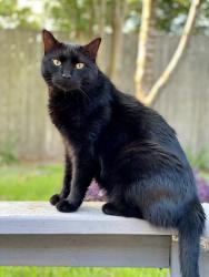 Lost Male Cat last seen Meadowbrook Dr & McVoy, League City, TX 77573