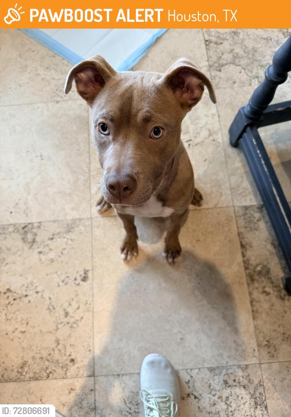 Found/Stray Female Dog last seen Olympia Dr in the 77056, Houston, TX 77056
