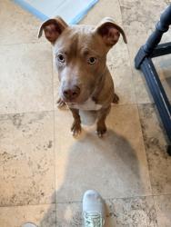 Found/Stray Female Dog last seen Olympia Dr in the 77056, Houston, TX 77056