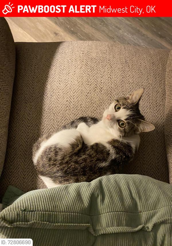 Lost Female Cat last seen N Douglas blvd E Reno Ave, Midwest City, OK 73130