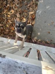 Found/Stray Female Dog last seen Cedar and mcgirk , El Monte, CA 91732
