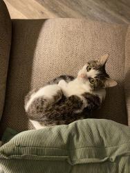 Lost Female Cat last seen N Douglas blvd E Reno Ave, Midwest City, OK 73130