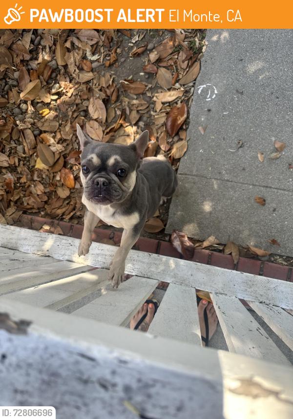 Found/Stray Female Dog last seen Cedar and mcgirk , El Monte, CA 91732