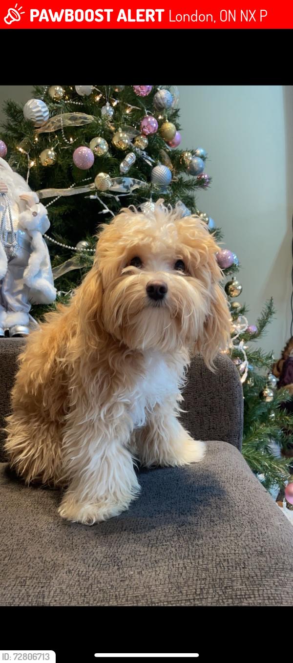 Lost Male Dog last seen Shady ln and sunny side dr, London, ON N5X 3P5