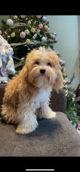 Lost Male Dog last seen Shady ln and sunny side dr, London, ON N5X 3P5