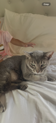 Lost Male Cat last seen 66th st sw Naples Florida , Central Naples, FL 34105
