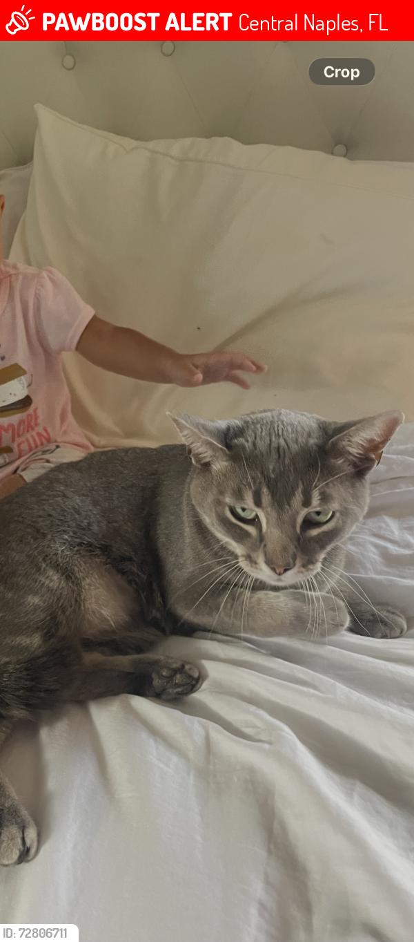Lost Male Cat last seen 66th st sw Naples Florida , Central Naples, FL 34105