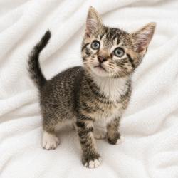 Shelter Stray Male Cat last seen , 22415 Groesbeck Hwy, Warren, MI 48089, USA