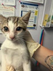 Shelter Stray Male Cat last seen Bexar County, New Braunfels, TX 78130