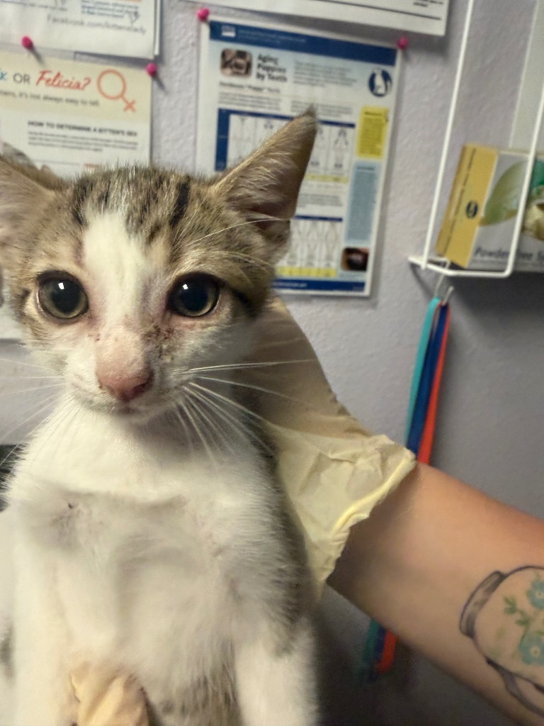 Shelter Stray Male Cat last seen Bexar County, New Braunfels, TX 78130
