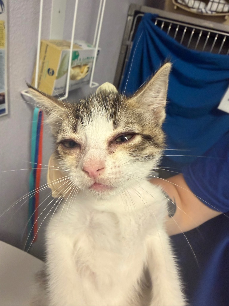Shelter Stray Female Cat last seen Bexar County, New Braunfels, TX 78130