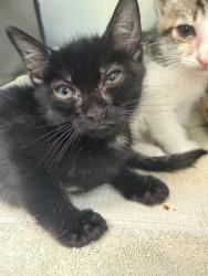 Shelter Stray Female Cat last seen Bexar County, New Braunfels, TX 78130