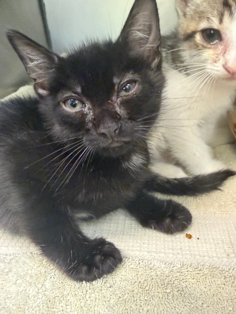 Shelter Stray Female Cat last seen Bexar County, New Braunfels, TX 78130