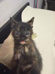 Shelter Stray Female Cat last seen Bexar County, New Braunfels, TX 78130