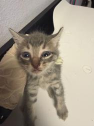 Shelter Stray Male Cat last seen Bexar County, New Braunfels, TX 78130