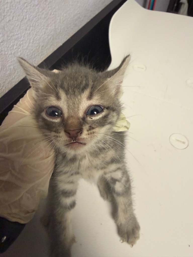 Shelter Stray Male Cat last seen Bexar County, New Braunfels, TX 78130