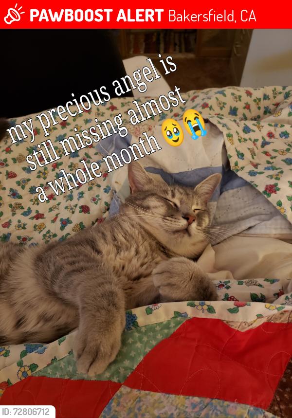Lost Male Cat last seen oildale or Alfred Harold highway, Bakersfield, CA 93301