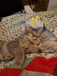 Lost Male Cat last seen oildale or Alfred Harold highway, Bakersfield, CA 93301