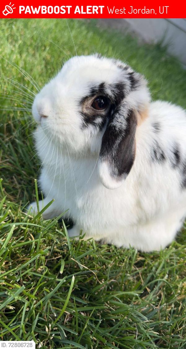 Lost Female Rabbit last seen Grand teton dr, West Jordan, UT 84088