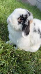 Lost Female Rabbit last seen Grand teton dr, West Jordan, UT 84088