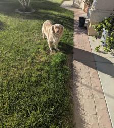 Found/Stray Male Dog last seen jenny st., Oak Hills, CA 92344