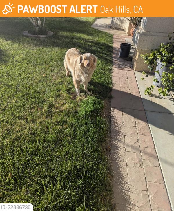 Found/Stray Male Dog last seen jenny st., Oak Hills, CA 92344