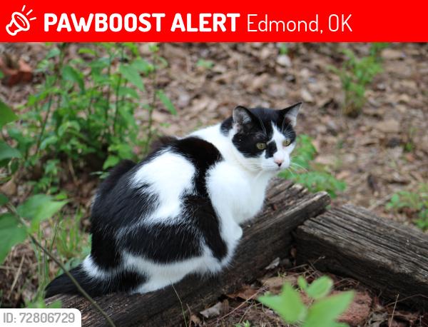 Lost Male Cat last seen Waterloo and Applewood Dr. (Air depot), Edmond, OK 73034