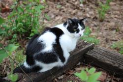 Lost Male Cat last seen Waterloo and Applewood Dr. (Air depot), Edmond, OK 73034