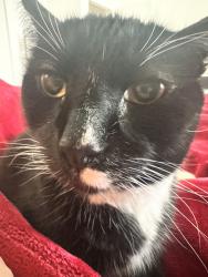 Lost Male Cat last seen Lindsay Road between Cooks Lane and West Hills park, Baltimore, MD 21229