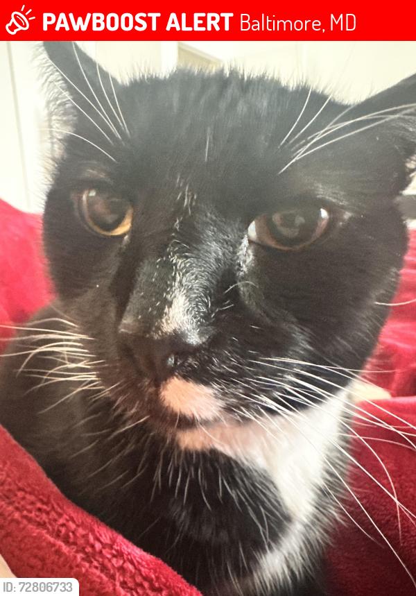 Lost Male Cat last seen Lindsay Road between Cooks Lane and West Hills park, Baltimore, MD 21229