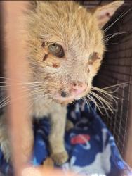Shelter Stray Male Cat last seen Near BLOCK OF N SAN IGNACIO AVE, San Antonio, TX 78227