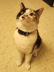 Lost Female Cat last seen Woodspointe, Wilmore, KY 40390