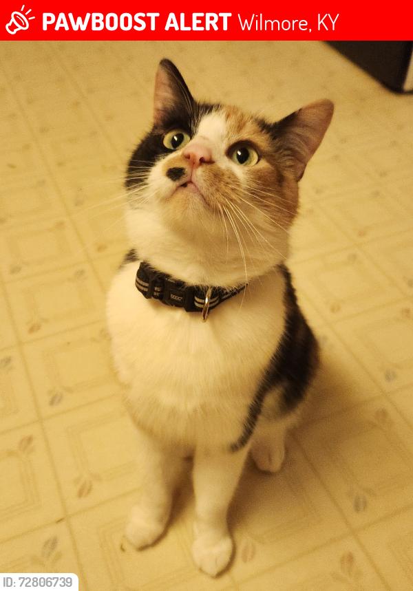 Lost Female Cat last seen Woodspointe, Wilmore, KY 40390