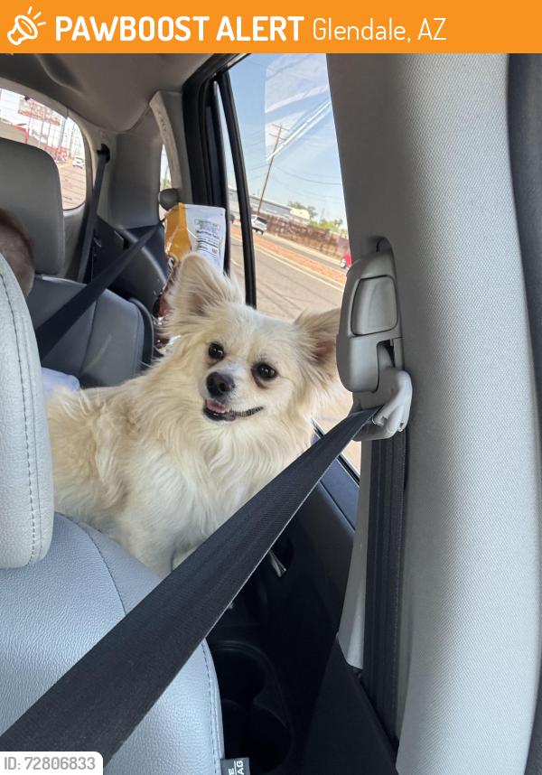 Found/Stray Male Dog last seen Heroes Park , Glendale, AZ 85303