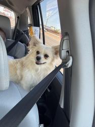 Found/Stray Male Dog last seen Heroes Park , Glendale, AZ 85303