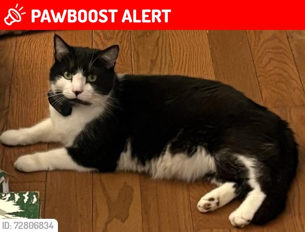 Lost Male Cat last seen Near Richard Dr, Mount Arlington, NJ, Roxbury Township, NJ 07850