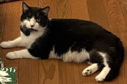 Lost Male Cat last seen Near Richard Dr, Mount Arlington, NJ, Roxbury Township, NJ 07850