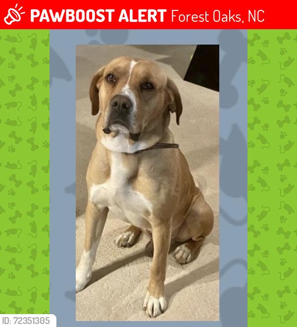 Lost Male Dog last seen Olde Forest Road behind Southest High School, Forest Oaks, NC 27406