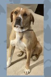 Lost Male Dog last seen Olde Forest Road behind Southest High School, Forest Oaks, NC 27406