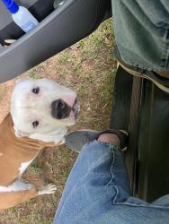 Found/Stray Male Dog last seen Harmony Church Rd/Buffington Drive, Harmony Church Rd, GA 30575