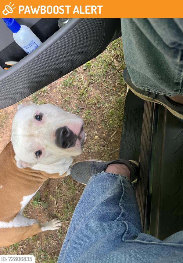 Found/Stray Male Dog last seen Harmony Church Rd/Buffington Drive, Harmony Church Rd, GA 30575
