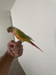 Lost Male Bird last seen hse, Elk Grove, CA 95758