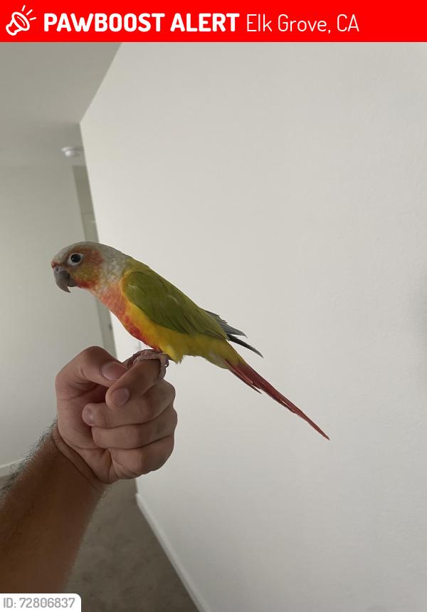 Lost Male Bird last seen hse, Elk Grove, CA 95758
