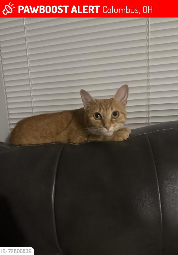 Lost Female Cat last seen Near cobblestone Dr , Columbus, OH 43220